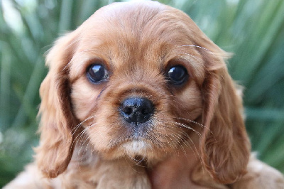 De La Cavalerie D'Hanna Kim - Cavalier King Charles Spaniel - Portée née le 27/03/2022